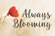 Eternal Lights, a Script Font by Patria Ari (P4tcreativa) (Thumbnail 4 of 11)