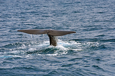 Sperm whale featuring whale, watch, and mammal