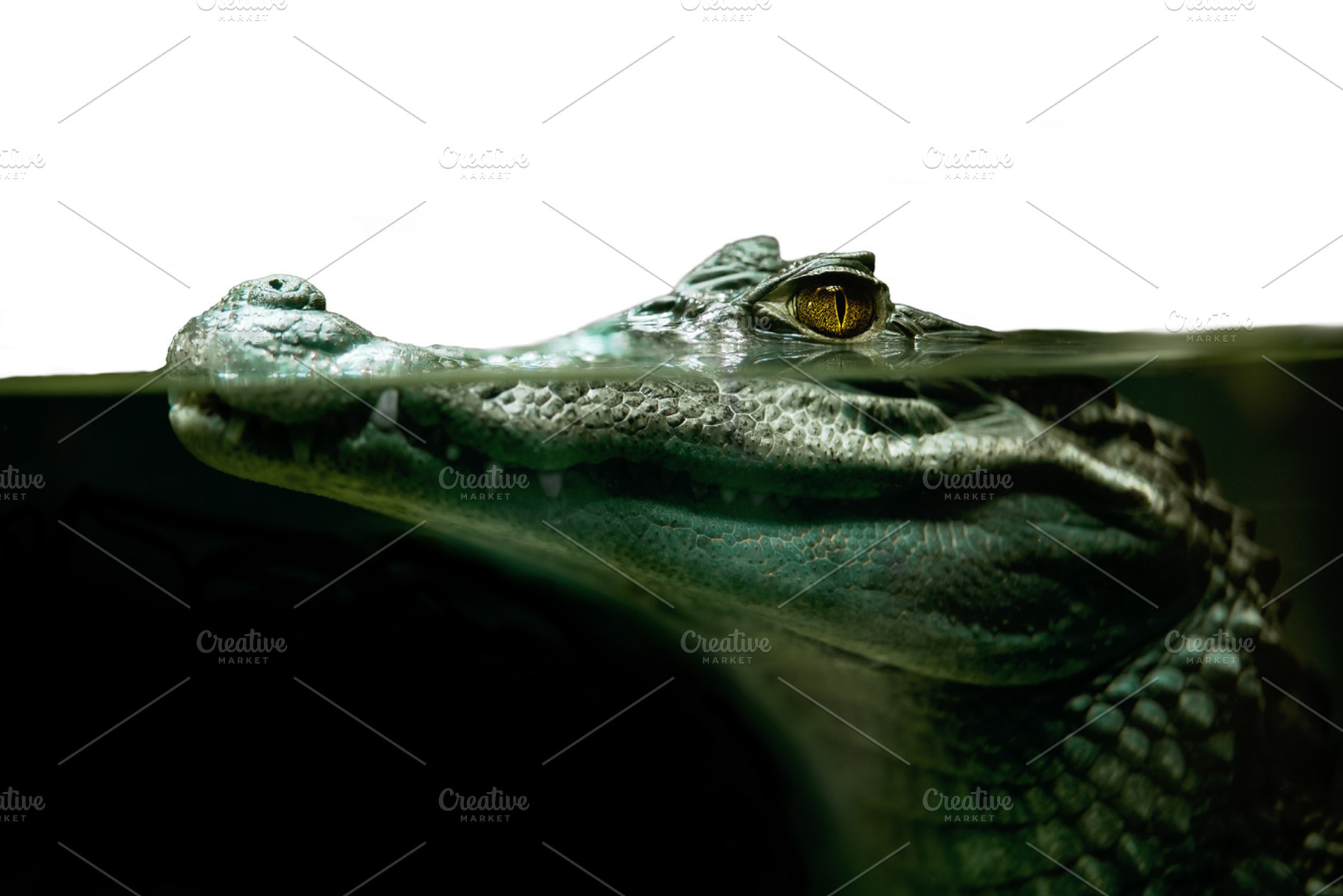 Crocodile alligator close up stock photo containing crocodile and alligator, an Animal Photo by OXYMORON 