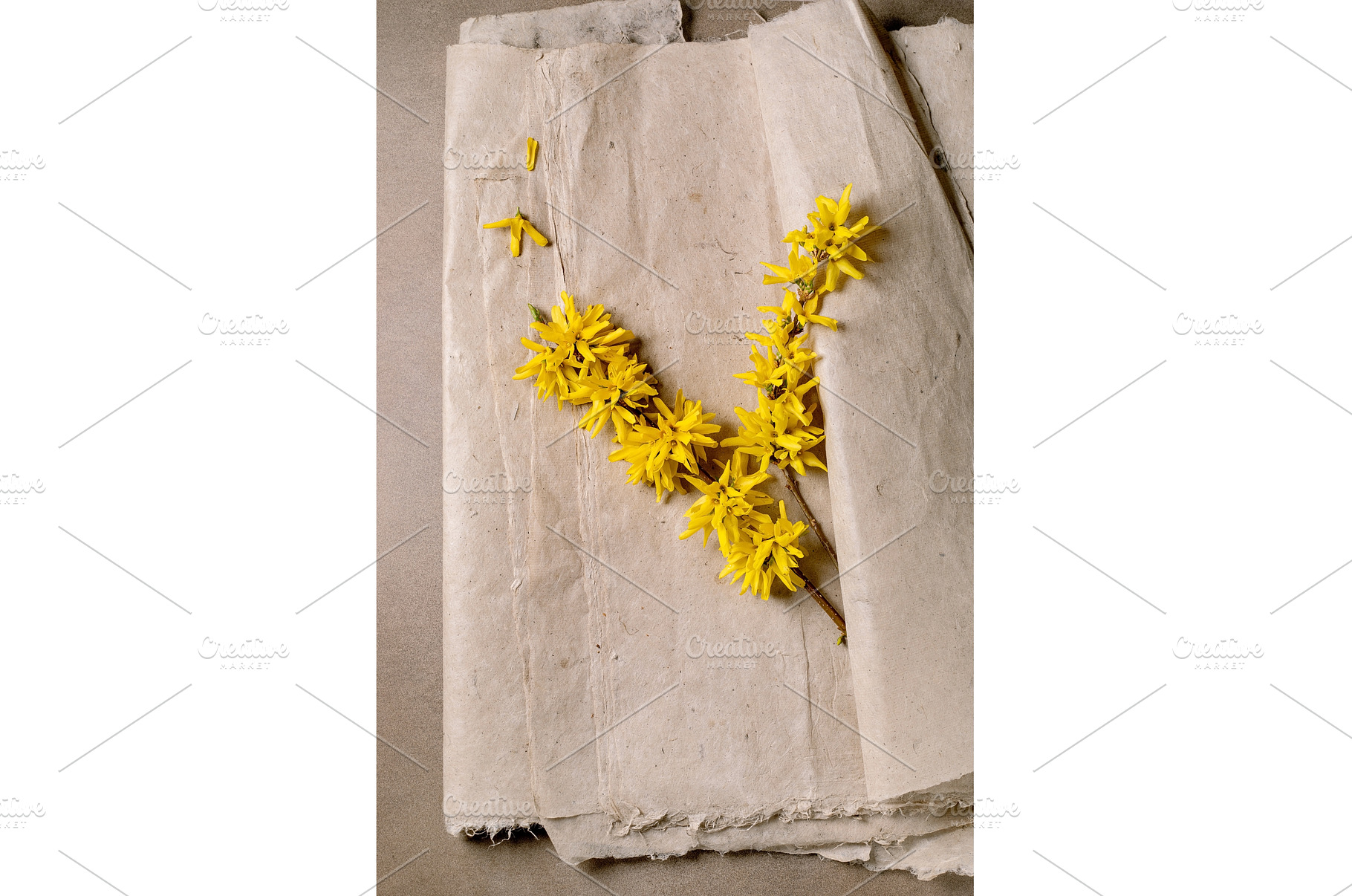 Yellow Forsythia Branch On Parchment, a Nature Photo by Natasha Breen