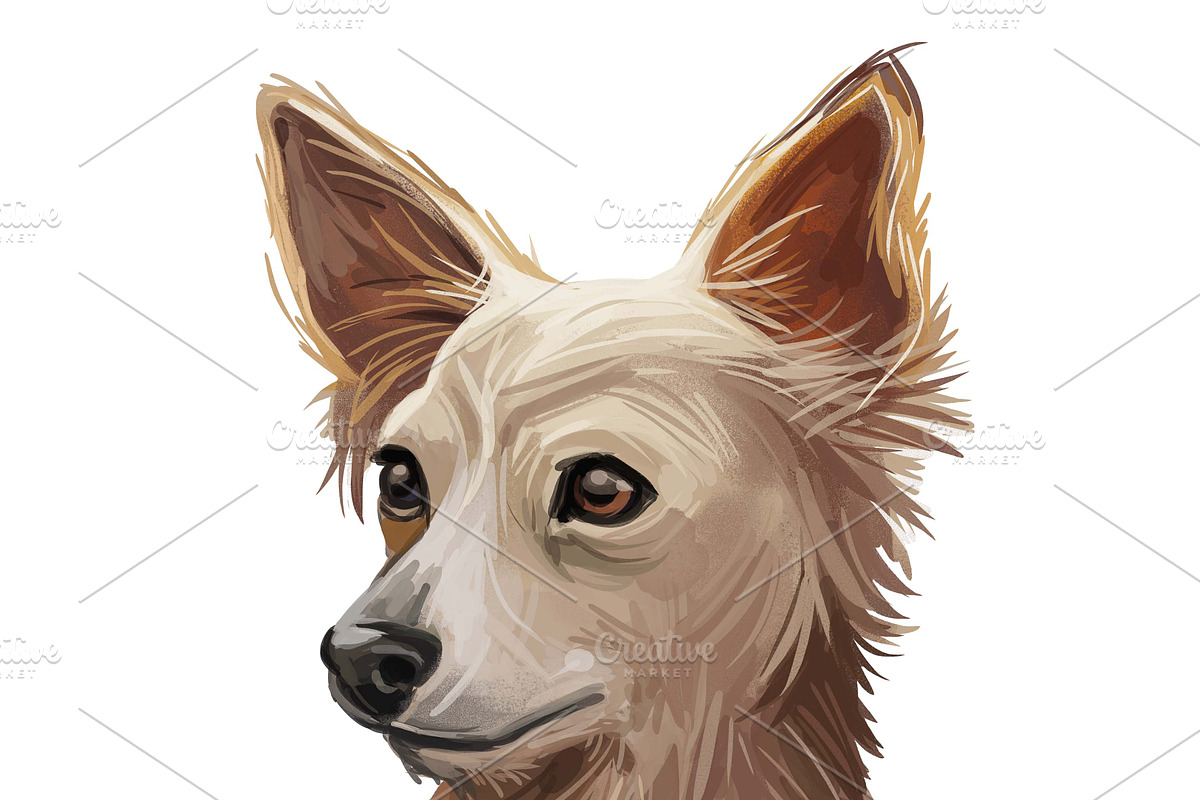 Dogs Cross Breeds 56 Animals Bundle, an Animal Illustration by Dneprstock (Photo 32 of 55)