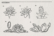 Set of water lilies and flowers PNG, a Decorative Illustration by LOKSKIH (Thumbnail 9 of 10)