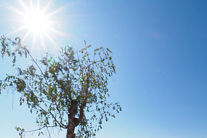 birch tree Betula over blue sky, a Photo by WorldOfPhotos