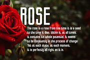 Amanda, a Script Font by almazstudio (Thumbnail 2 of 10)
