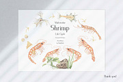 Watercolor Shrimp Life Cycle Set, an Education Illustration by MayaNavits (Thumbnail 6 of 7)