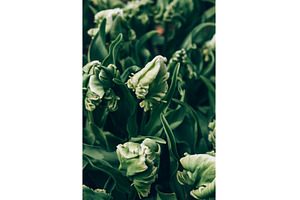 Flowerbeds of blossoming tulips