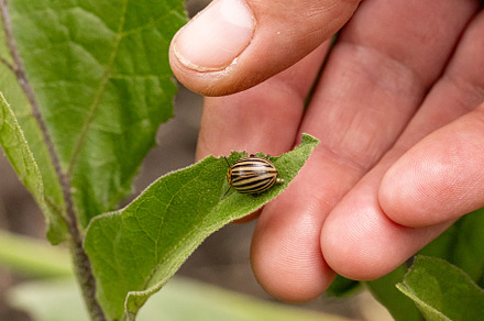 Farmer inspecting eggplant leaves