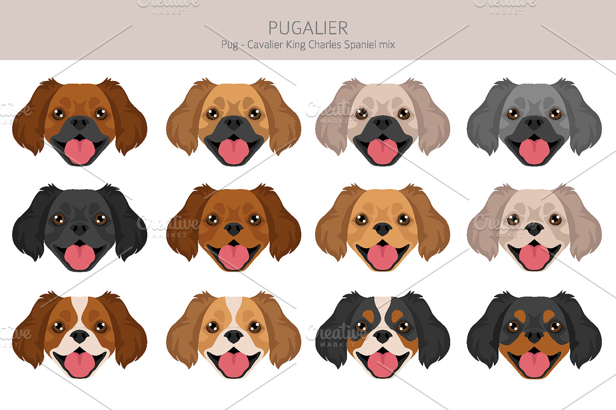 Pugalier (Cavapug) dog mix, an Animal Illustration by pet design shop (Photo 6 of 6)