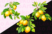 Lemons Watercolor Clipart, a Food Illustration by LekoArt (Thumbnail 4 of 10)