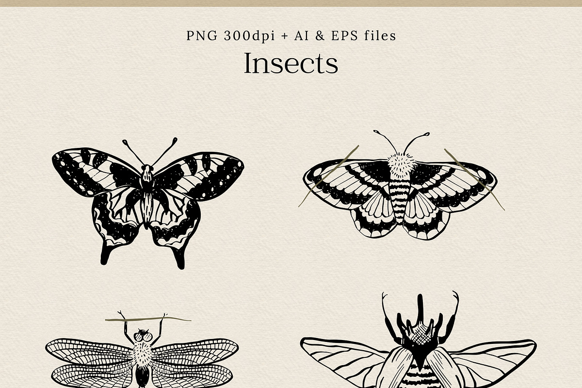 Flowers & Insects | Black Ink Art, an Illustration by amber&ink (Photo 4 of 12)