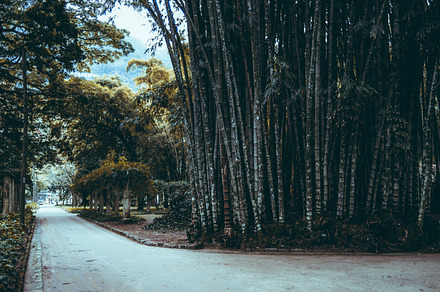 Bamboo-lined path in serene park, a Nature Photo by SkyNext