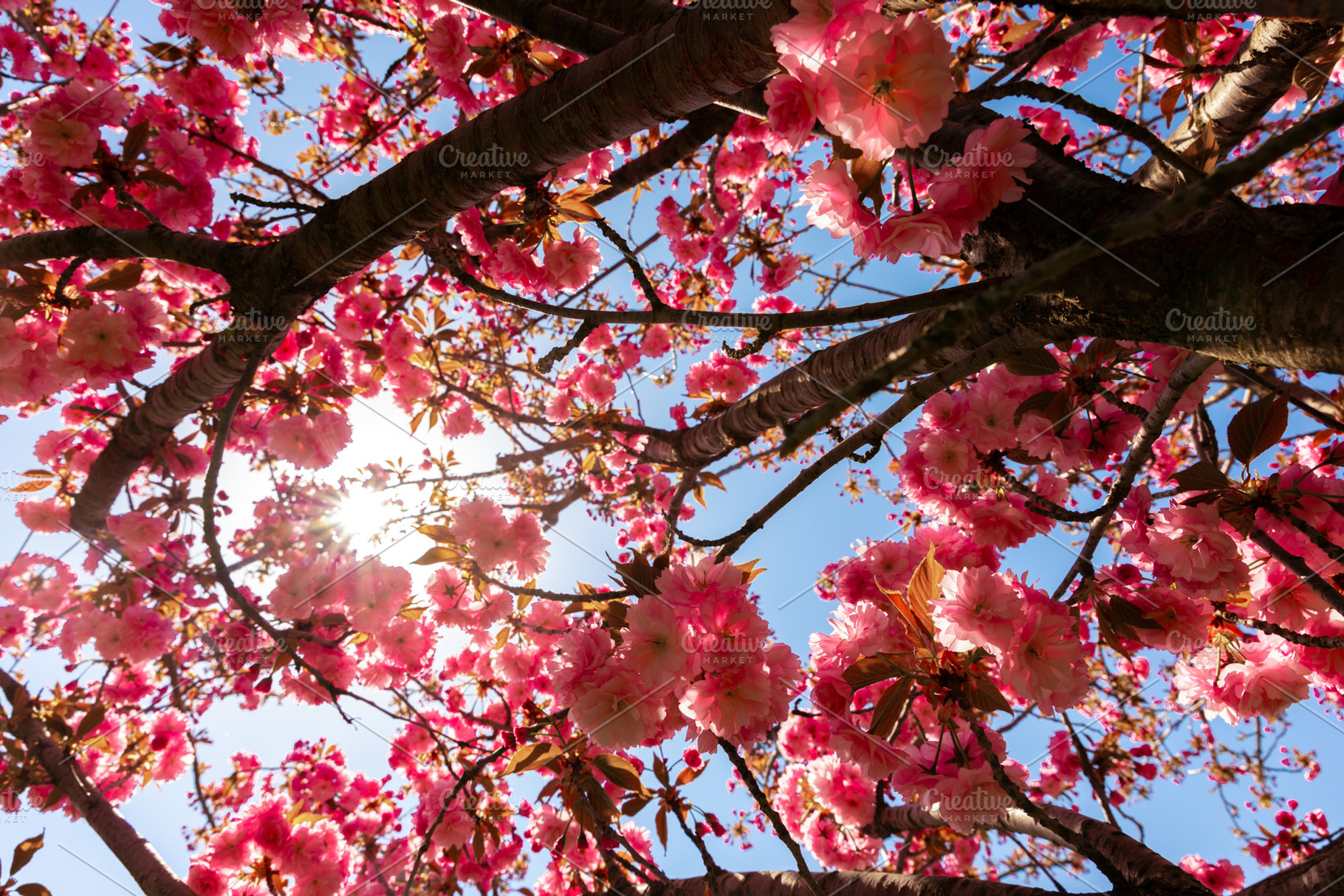 Sunlight filters through blooming cherry blossom branches, highl, a Nature Photo by Ales Munt