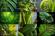160 Plant Leaves Stock Photos, a Nature Photo by Incomelion (Thumbnail 14 of 15)