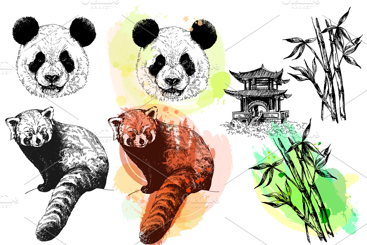 Panda, an Animal Illustration by Ecaterina Sciuchina (Photo 4 of 6)