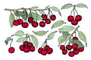 Cherry Vector Collection, a Food Illustration by Lubov Illustrations Shop (Thumbnail 4 of 7)