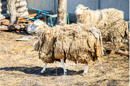 not sheared sheep in the yard, an Animal Photo by yanadjana