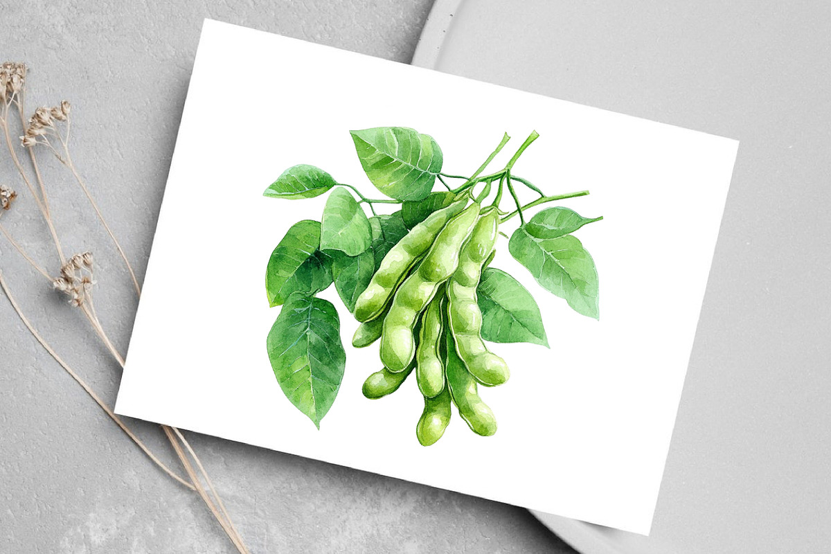 Watercolor Soybean Clipart Bundle, an Illustration by Canvas Craft (Photo 4 of 8)
