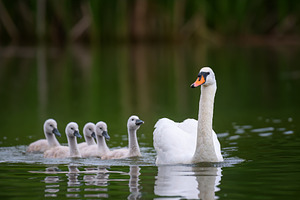 A graceful white swan leads a line of fluffy grey cygnets across, an Animal Photo by Byrdyak