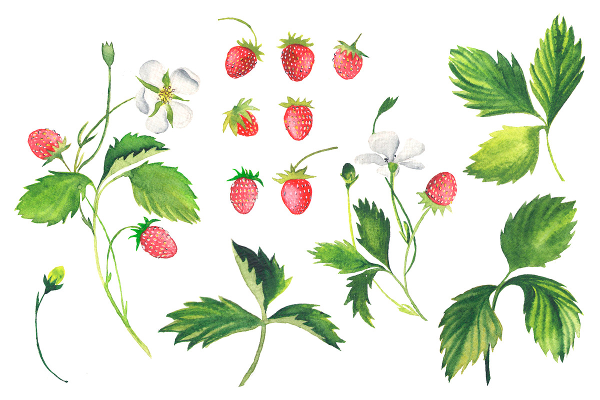 Strawberry wreath. Watercolor, an Illustration by Olga Bonitas (Photo 6 of 6)