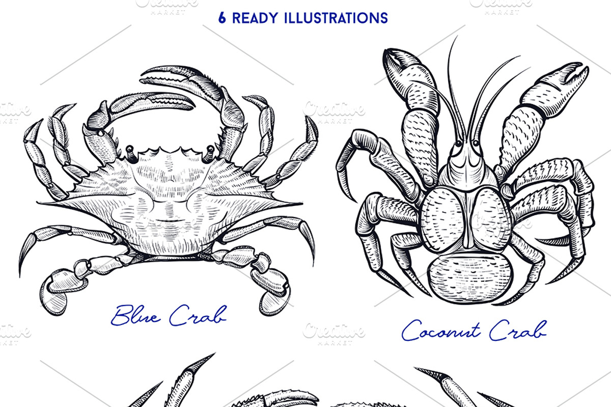 Crab Sketch Editable illustrations, an Object Graphic by Aquatinta (Photo 2 of 11)
