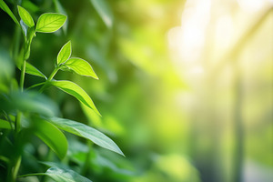 Fresh green leaves in warm sunlight., a Nature Photo by MistyDay