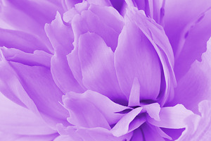 Close-up of petals of a beautiful delicate flower in lilac and p, a Nature Photo by ndanko