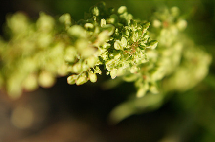 Ripe Juniper Berries preview 6