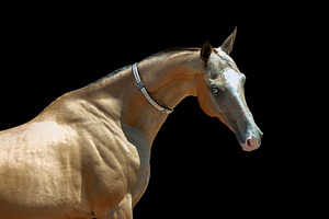 golden buckskin Akhal-teke horse