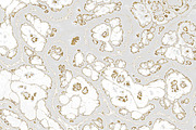 Marble textures 8000 x 8000 px, a Texture Graphic by tkdesign (Thumbnail 10 of 21)