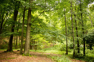 Forest #1