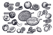 Fruits and berries. Big set., an Object Graphic by MarinaVorontsova (Thumbnail 6 of 8)