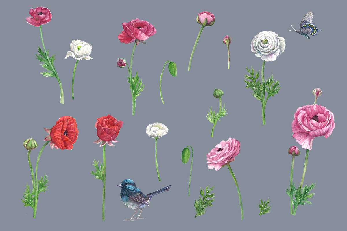 Poppies@Bird Watercolor Clipart, a Decorative Illustration by IrStepShop (Photo 5 of 5)