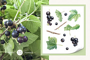 Black currant berry watercolor, a Food Illustration by Fedulova Art (Thumbnail 4 of 10)