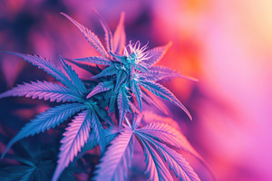 Beautiful designer cannabis plant, a Photo by Pavel_design