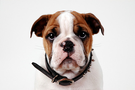 Puppy Eyes Featuring Puppy Bulldog And English Bulldog preview 5