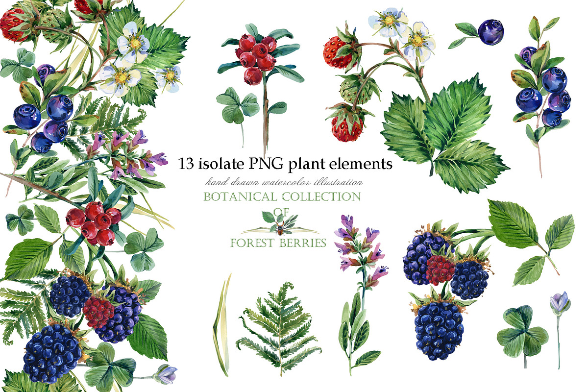 Watercolor Forest berryes, a Food Illustration by FineArt (Photo 3 of 8)