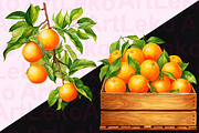 Oranges Watercolor Clipart, a Food Illustration by LekoArt (Thumbnail 6 of 10)