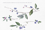 Blueberry watercolor collection, a Decorative Illustration by Tilling (Thumbnail 3 of 7)