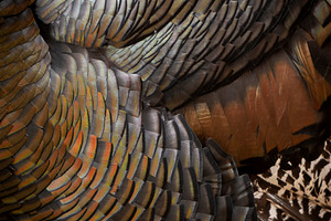 Turkey Feathers Background, an Animal Photo by THP Creative