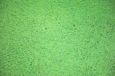 Weathered wall containing old, weathered, and wall preview 6