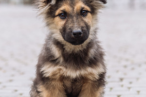 Small Mixed Breed Puppy Sitting on Pavement, an Animal Photo by Red Hot Chili Pepper Shop