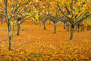 Orchard in Autumn, a Nature Photo by THP Creative