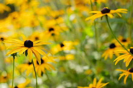 Yellow Summer Flowers