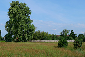 plane tree scient. name Platanus, a Photo by WorldOfPhotos