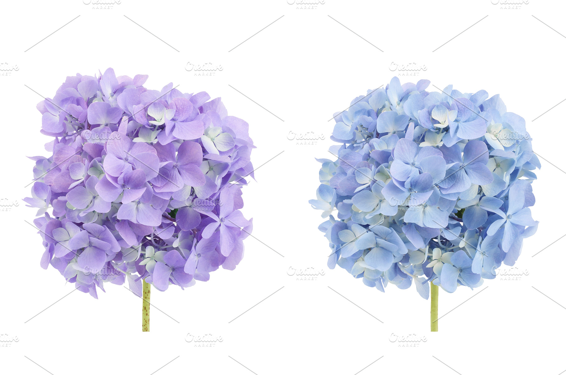 Blue Hydrangea flower isolated on, a Nature Photo by NataPhoto