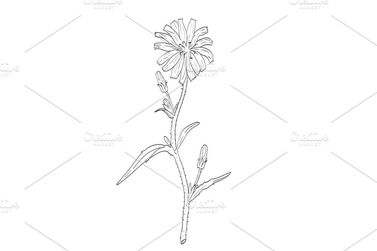 Common Chicory Plant Drawing, a Decorative Illustration by patrimonio (Photo 1 of 3)