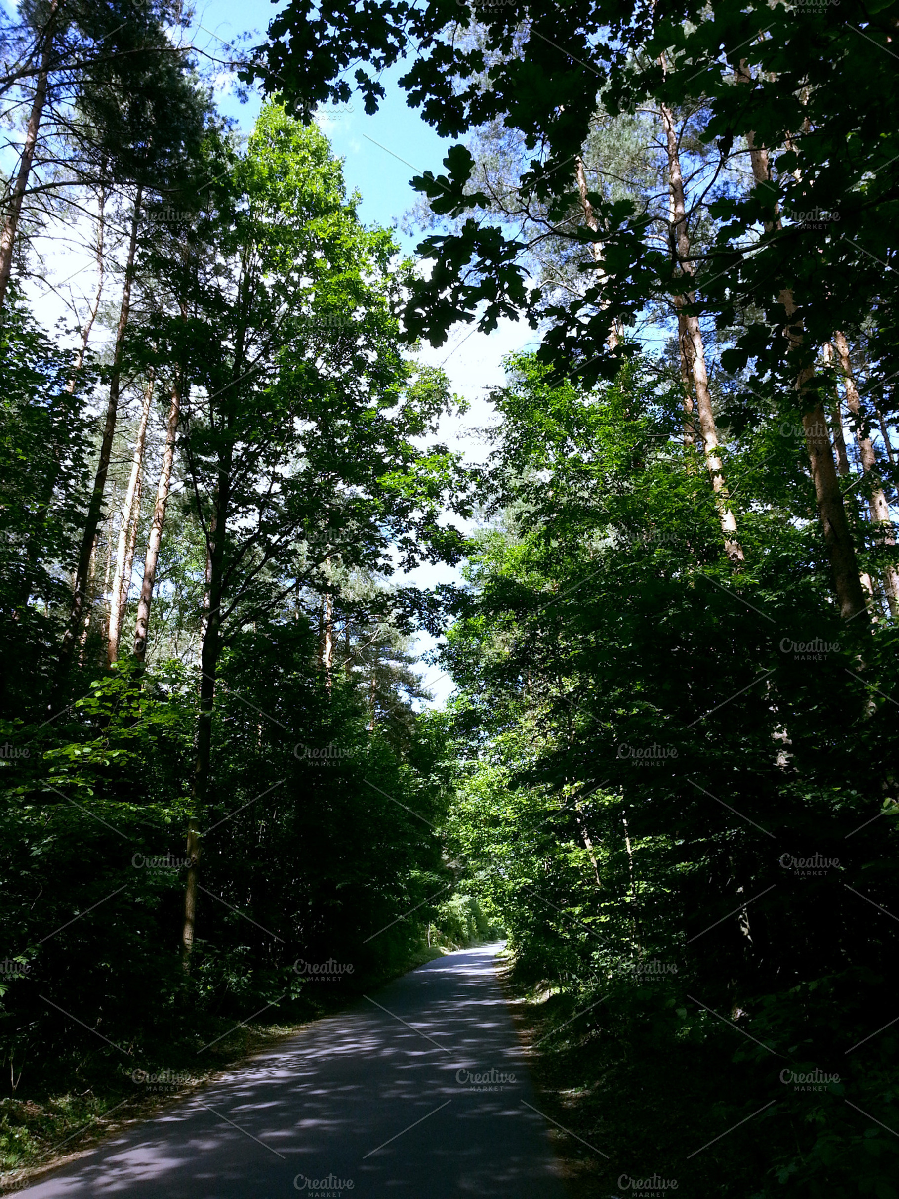Forest Road 1