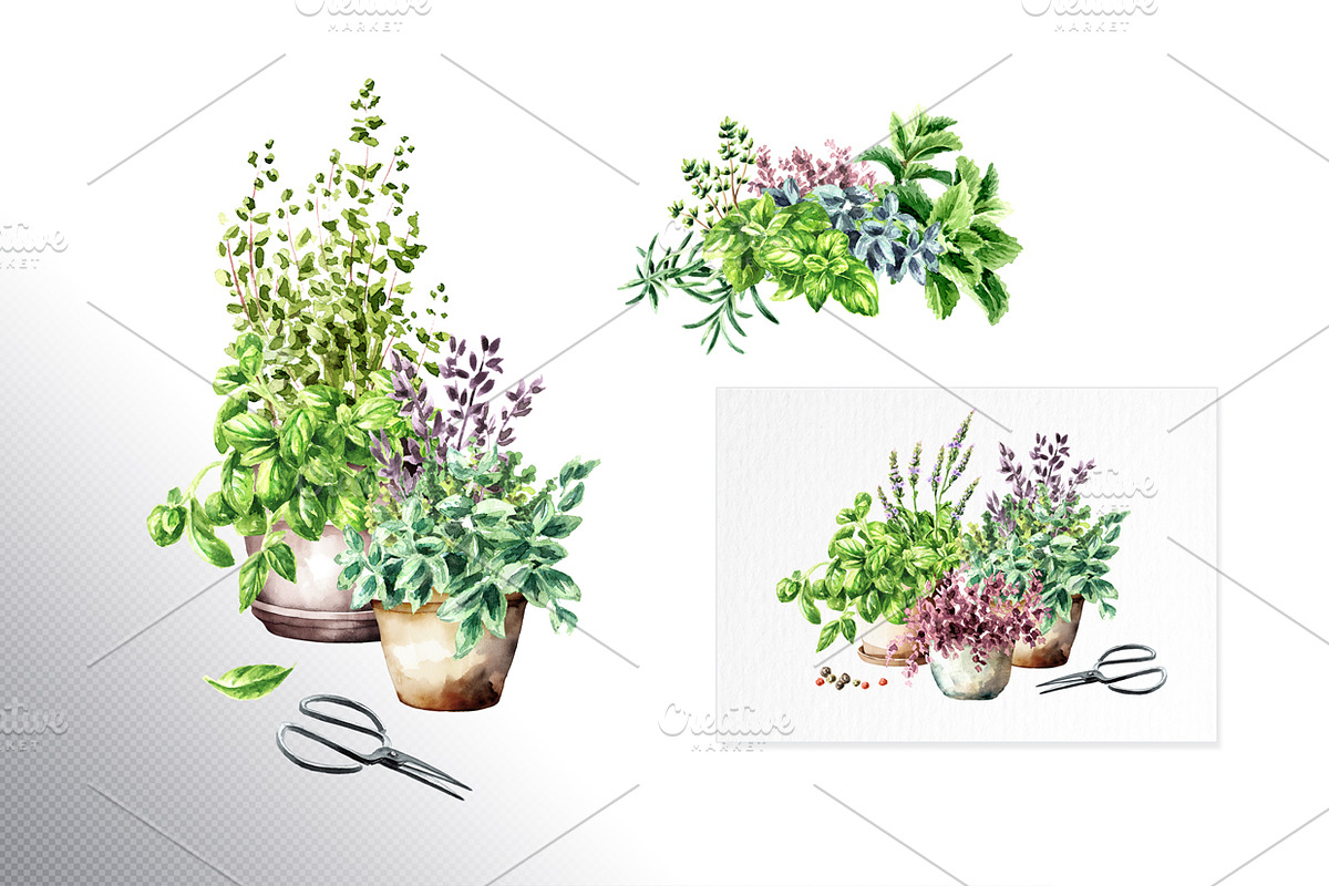 Kitchen Herbs. Watercolor collection, a Healthcare Illustration by Daria Ustiugova (Photo 2 of 9)