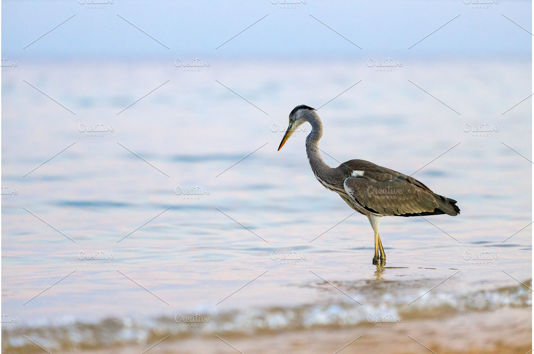 Black-headed heron wading through, an Animal Photo by serkum