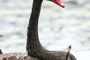 Black Swan Bird